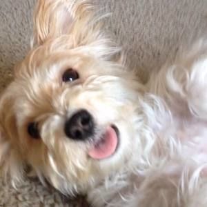 Meet your Posher, Zach